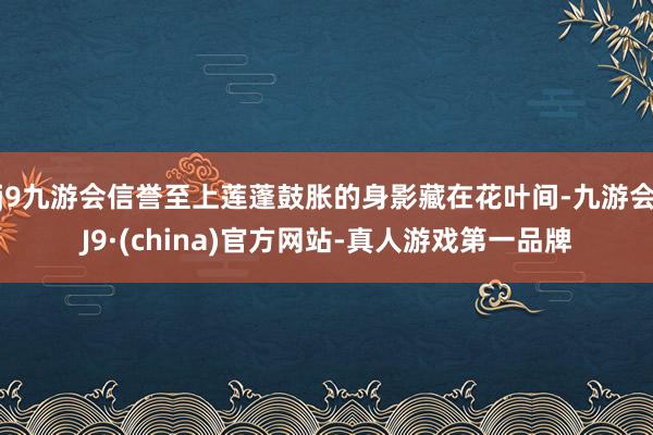 j9九游会信誉至上莲蓬鼓胀的身影藏在花叶间-九游会J9·(china)官方网站-真人游戏第一品牌